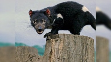 El pequeño diablo de Tasmania se enfrenta a su desaparición