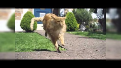 Gato con vida de perro