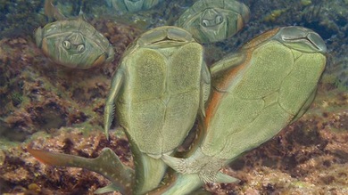 Un pez de Escocia se erige como el copulador más veterano del planeta