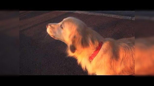 Un perro imita el sonido de una sirena de ambulancia
