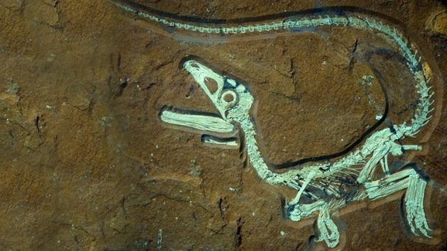 Hallan en Alemania el fósil de un dinosaurio emplumado