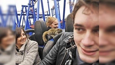 Impiden a una ardilla gris el acceso a “la montaña rusa”