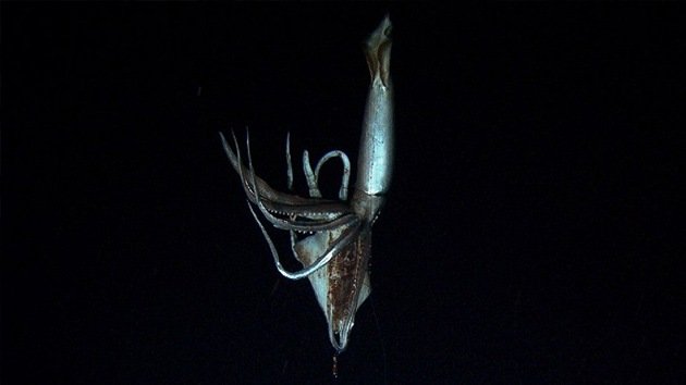Filman por primera vez a un calamar gigante en el fondo del Pacífico
