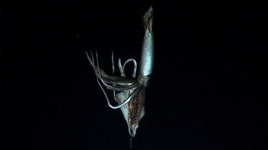 Filman por primera vez a un calamar gigante en el fondo del Pacífico