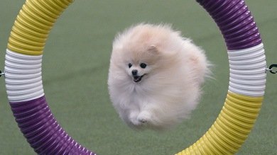 Los perros de la exposición canina más prestigiosa de EE.UU.