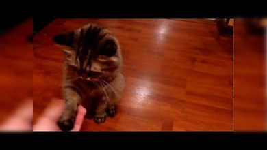 Este gato sabe cómo dar la mano