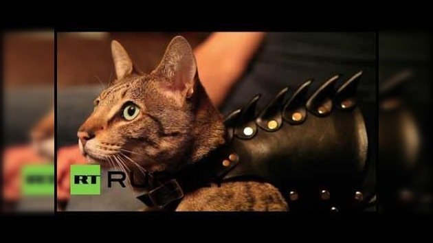 Selani Mataperros: el gato sin botas, pero con armadura