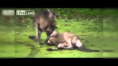 Un canguro que ‘salta’ del boxeo al judo