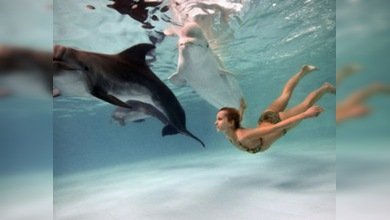 La delfinoterapia ayuda a los estresados habitantes de las grandes urbes