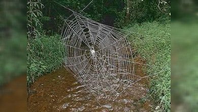La telaraña más grande del mundo se encuentra en Madagascar