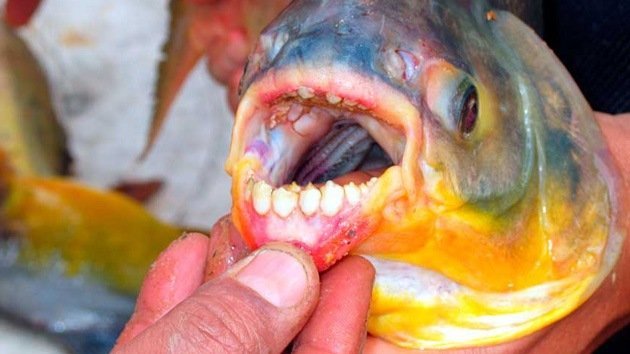 Alerta en las aguas de Escandinavia por el ‘Hannibal Lecter’ de los peces