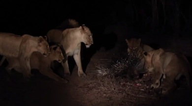 El valiente puercoespín que resistió a ocho leones hambrientos