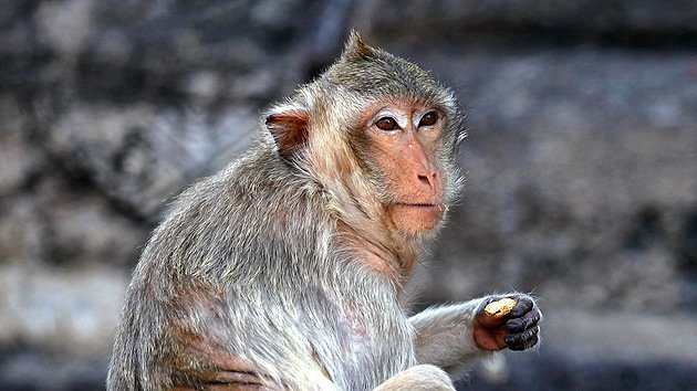 China usa macacos para mantener segura una base militar