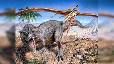  En Rumania encontraron gigantesco pterodáctilo