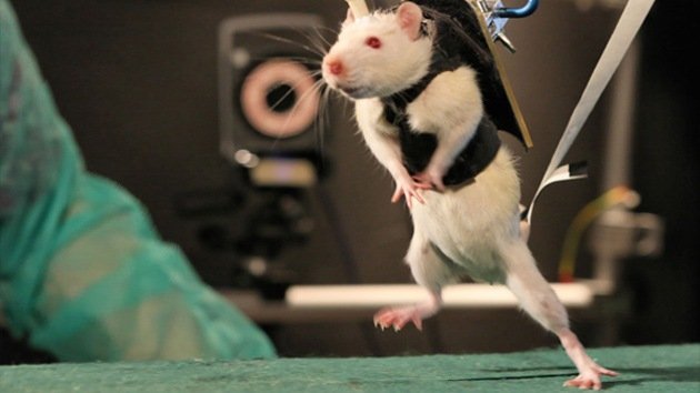 Recuperación milagrosa: ratas paralíticas vuelven a correr