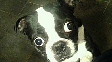 Un perro con ojos de récord