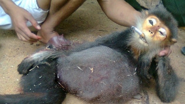 Crueldad bestial: militares vietnamitas obligan a fumar a monos amenazados
