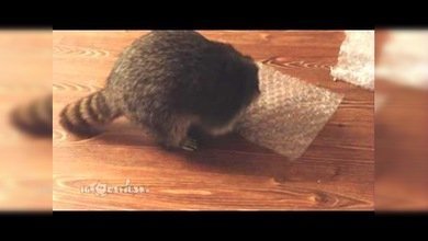 Tan adicto como tú: Un mapache no puede parar de reventar burbujas de plástico