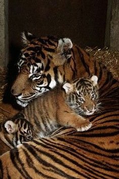 13 países se unen para salvar a los tigres