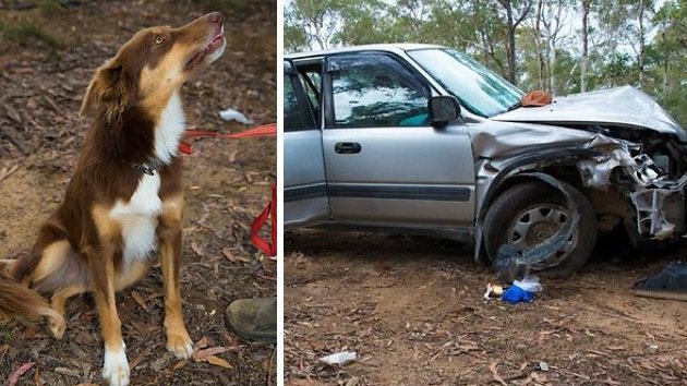 Australiano se salva gracias a su perro de morir de frío tras pasar cuatro días atrapado