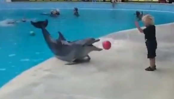 Un niño encuentra la mascota de su vida: un adorable y juguetón delfín