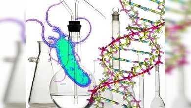La historia de la evolución de la vida cifrada en los genes