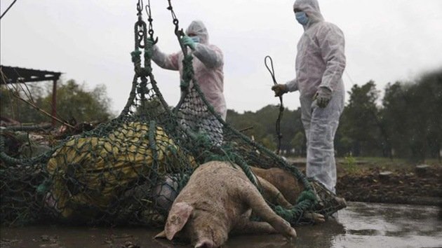 ´Pescador de cerdos muertos´, nueva profesión en alrededores de un río en China