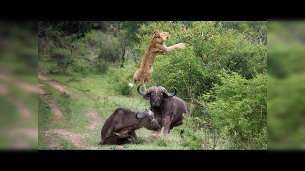 Búfalo salva a su compañero de ser devorado por leones