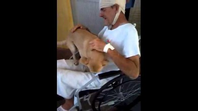 El emotivo reencuentro de un perro y su mejor amigo