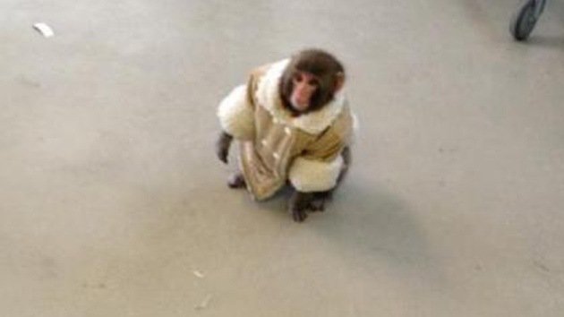 Video: Un mono vestido de invierno aparece en un Ikea canadiense