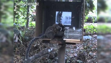 El ‘YouTube’ de los primates