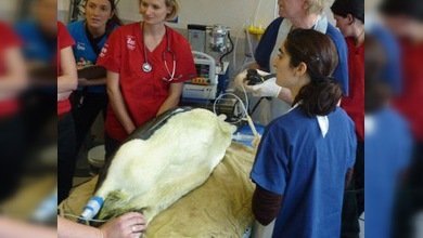 El pingüino que se perdió en Nueva Zelanda nadará para volver a casa