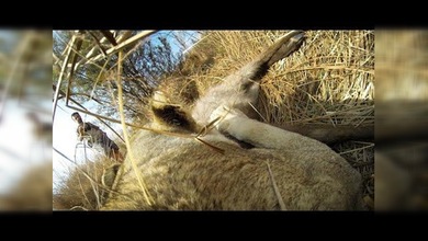 A vista de leona: la felina caza a su presa