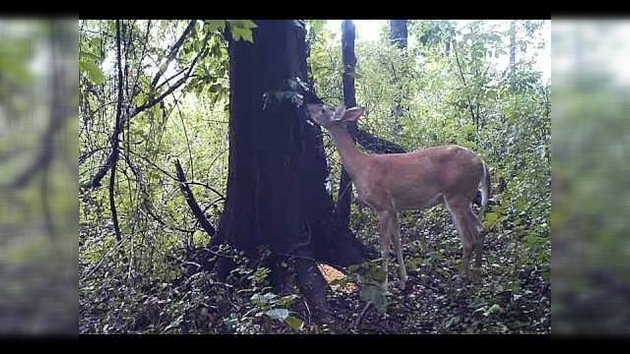 Calentamiento global: En medio del bosque donde nadie podía verlo, un ciervo echa gases