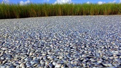 Autoridades rusas investigan muerte masiva de peces en las costas de San Petersburgo