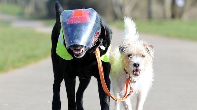 Video: Un perro se convierte en el guía de su amigo canino ciego