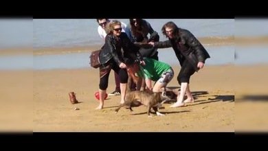 Un perro aterroriza a la gente en una playa de España