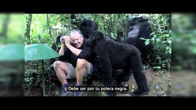 ¿Qué pasa cuando te encuentras repentinamente con una familia de gorilas salvajes?
