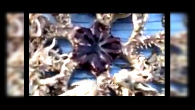 La estrella de mar más 'montruosa' que pueda imaginarse