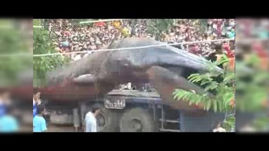 Encuentran un monstruoso pez en Camboya