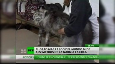 El gato más largo del mundo