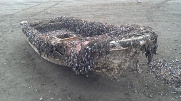 Fotos: Encalla en EE.UU. un 'bote fantasma' procedente del tsunami en Japón