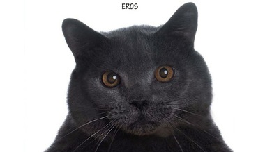 Una necrológica a toda página de un gato 'pone de uñas' a la sociedad italiana
