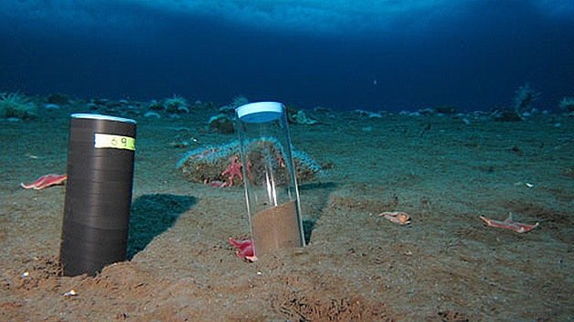 Hay vida en los sótanos de la Tierra: hallan bacterias en el fondo de la corteza oceánica