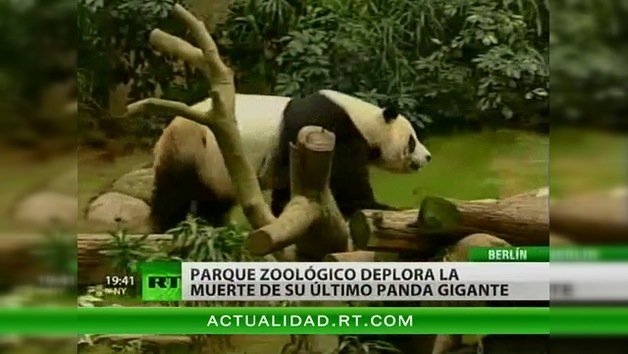 El zoológico de Berlín llora la muerte de su panda gigante