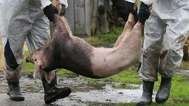Mapaches, cerdos y jabalíes, al matadero por invadir la zona radiactiva en Fukushima