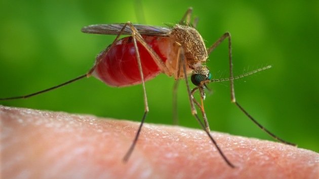 ¿Qué factor genera en los mosquitos su implacable deseo por la sangre humana?