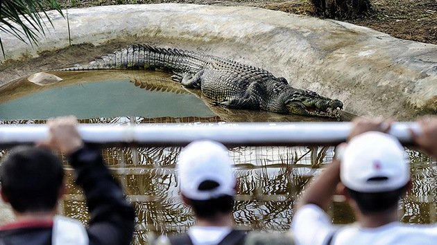 VIDEO: El cocodrilo más grande del planeta vive en Filipinas - RT