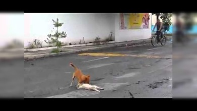 El perro, el mejor amigo del perro: Protege con su cuerpo a su congénere atropellado