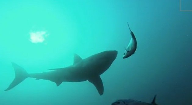 Tiburón contra tiburón: cómo un gigante depredador 'caza' a otro menor